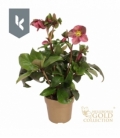 Helleborus