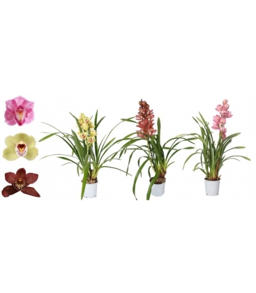 Cymbidium