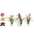 Cymbidium