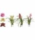 Cymbidium
