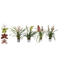 Cymbidium