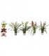 Cymbidium
