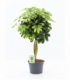 Schefflera