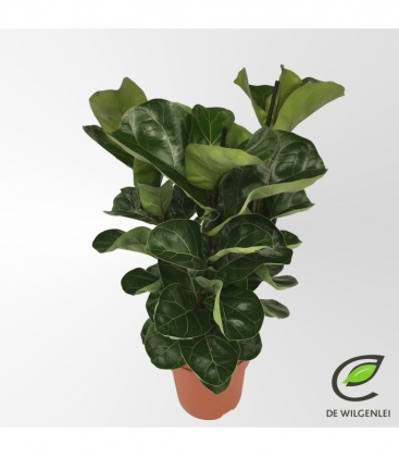 Ficus