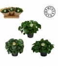 Peperomia