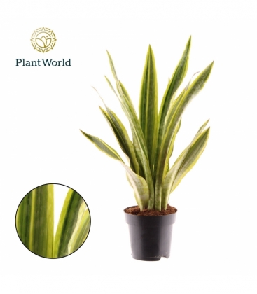 Sansevieria