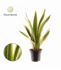 Sansevieria