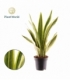 Sansevieria