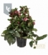Helleborus