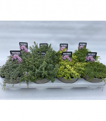Thymus