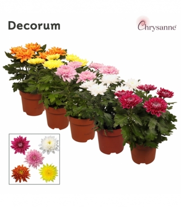 Chrysanthemum
