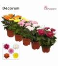 Chrysanthemum
