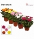 Chrysanthemum