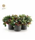 Gaultheria