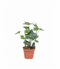 Hedera