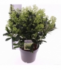 Skimmia