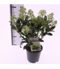 Skimmia