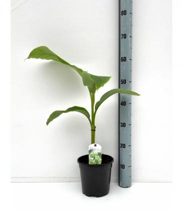Musa