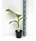 Musa