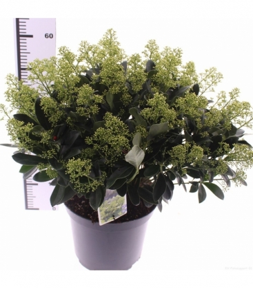 Skimmia