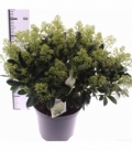 Skimmia