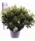 Skimmia