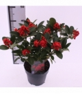 Skimmia