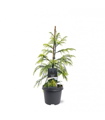 Cryptomeria