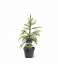 Cryptomeria