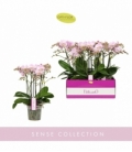Phalaenopsis