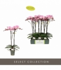 Phalaenopsis