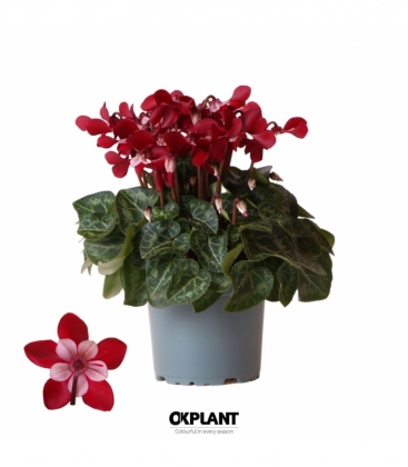 Cyclamen