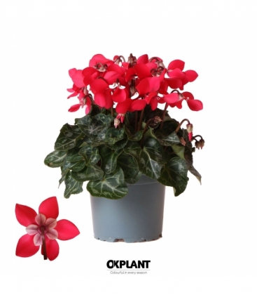Cyclamen