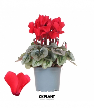 Cyclamen