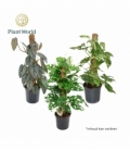 Epipremnum