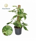 Syngonium