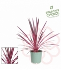 Cordyline
