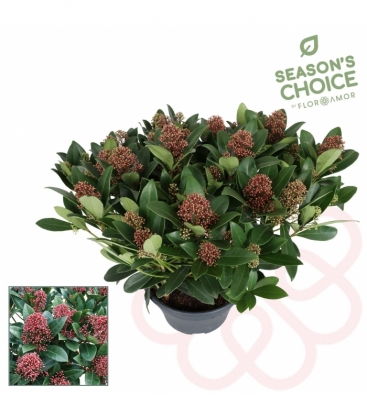 Skimmia