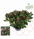 Skimmia