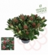 Skimmia
