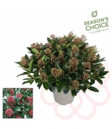 Skimmia