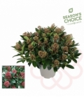 Skimmia