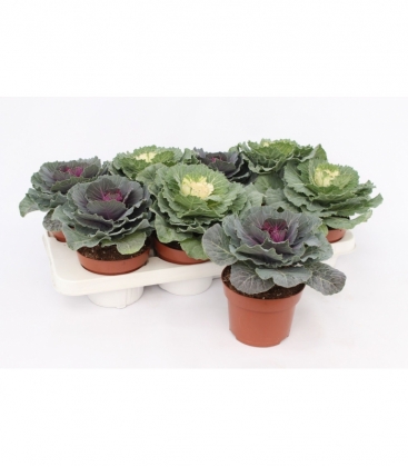 Brassica