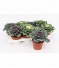 Brassica