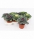 Brassica