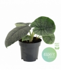 Alocasia