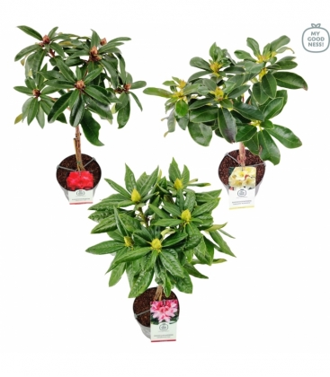 Rhododendron