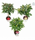 Rhododendron