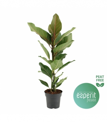 Ficus