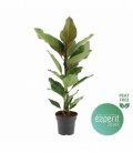 Ficus